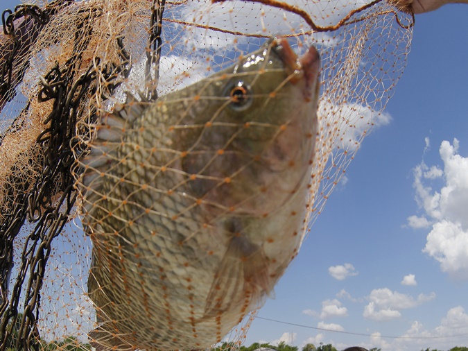 Pesquisa da UEM mostra que inclusão de própolis na ração melhora couro do peixe