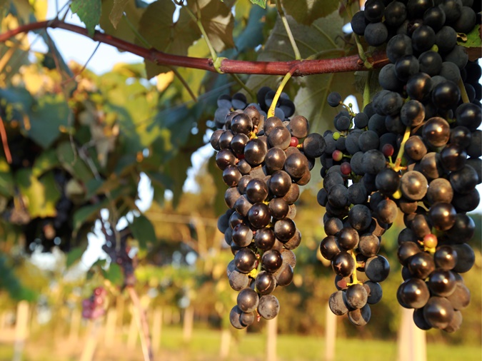 Colheita de uva já começou no Paraná, sexto maior produtor da fruta no Brasil