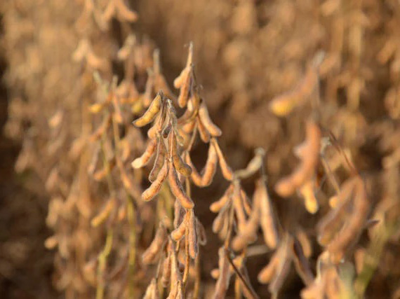 Produtores registram mais de 100 sacas de soja com nova biotecnologia