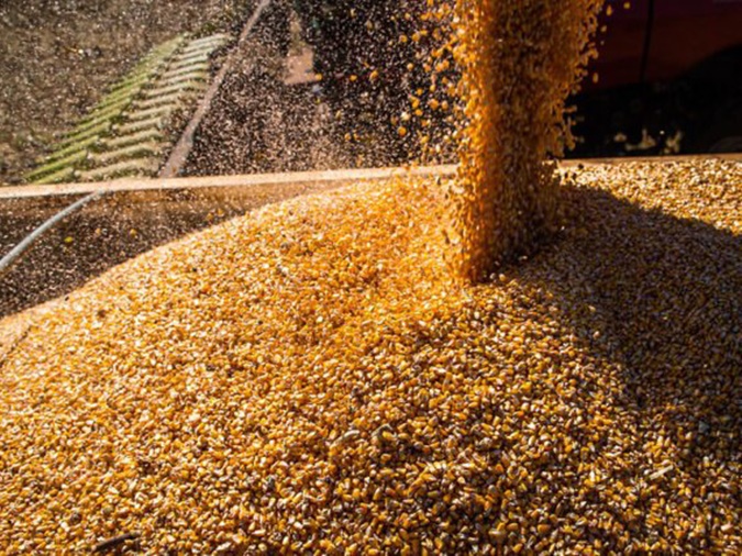 Mobilização de servidores federais atrasa importação de milho e preocupa entidade