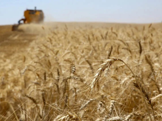 Semeadura de trigo atinge 88% no Paraná; colheita de café está em 40%