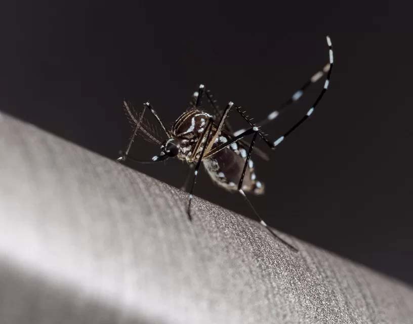 Vacina do Butantan contra a dengue apresenta eficácia geral de 79,6%