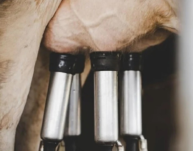 Preço médio do leite pago ao produtor despenca 14% em 2023